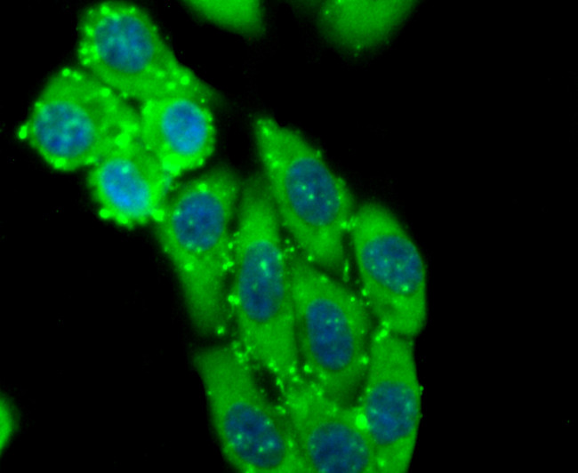 ID1 Antibody in Immunocytochemistry (ICC/IF)