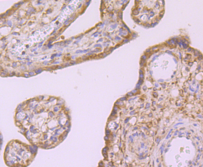 ID1 Antibody in Immunohistochemistry (Paraffin) (IHC (P))