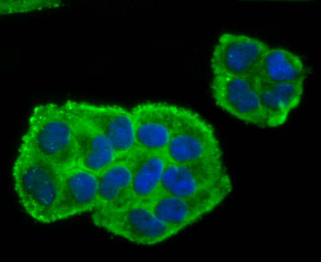 BMAL1 Antibody in Immunocytochemistry (ICC/IF)