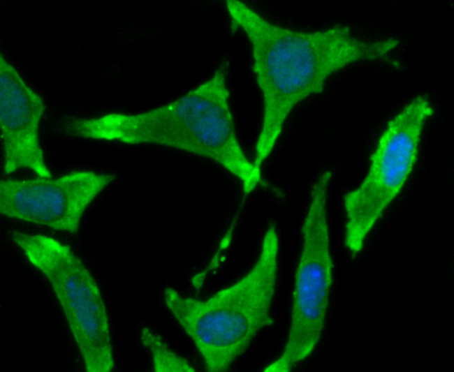 BMAL1 Antibody in Immunocytochemistry (ICC/IF)