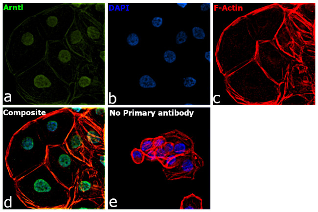 BMAL1 Antibody in Immunocytochemistry (ICC/IF)