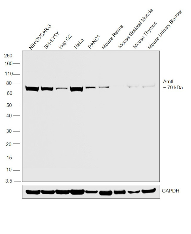 BMAL1 Antibody