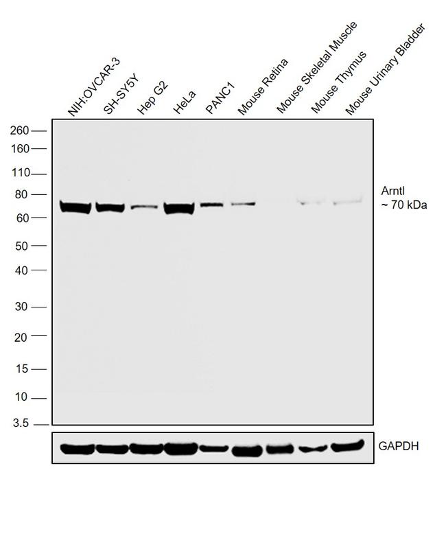 BMAL1 Antibody in Western Blot (WB)