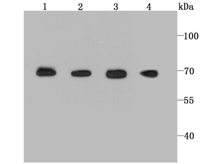 BMAL1 Antibody in Western Blot (WB)