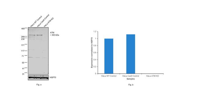 Phospho-ATM (Ser1981) Antibody in Western Blot (WB)