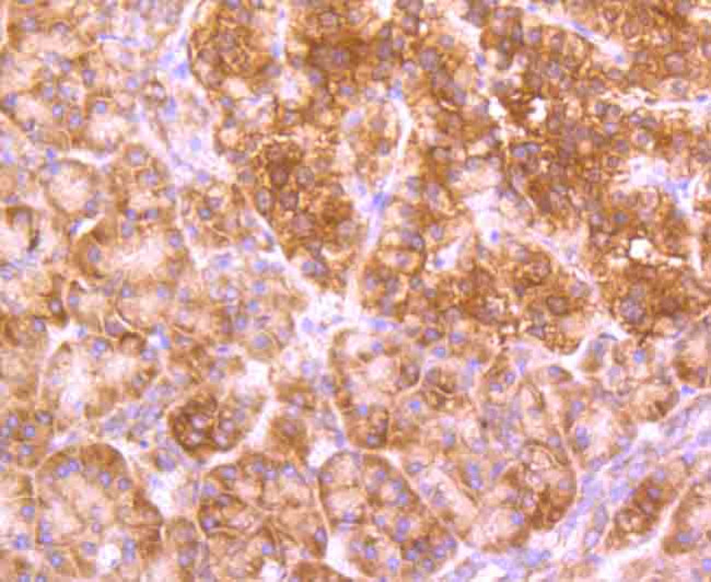 GABARAP/GABARAPL1 Antibody in Immunohistochemistry (Paraffin) (IHC (P))