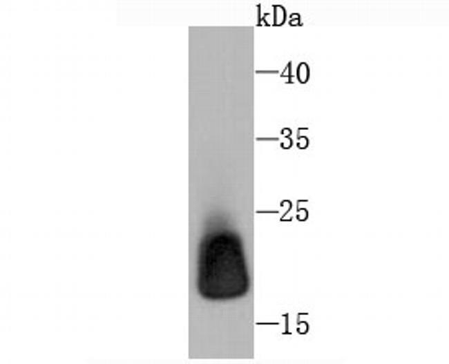 Ferritin Light Chain Antibody in Western Blot (WB)