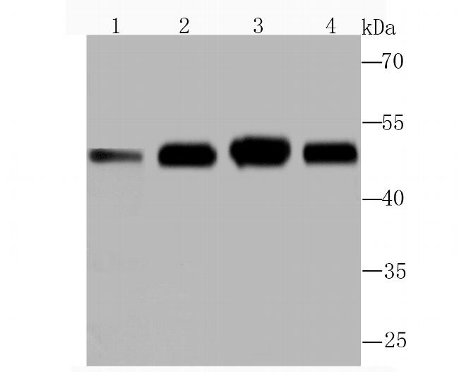 ENO1 Antibody in Western Blot (WB)