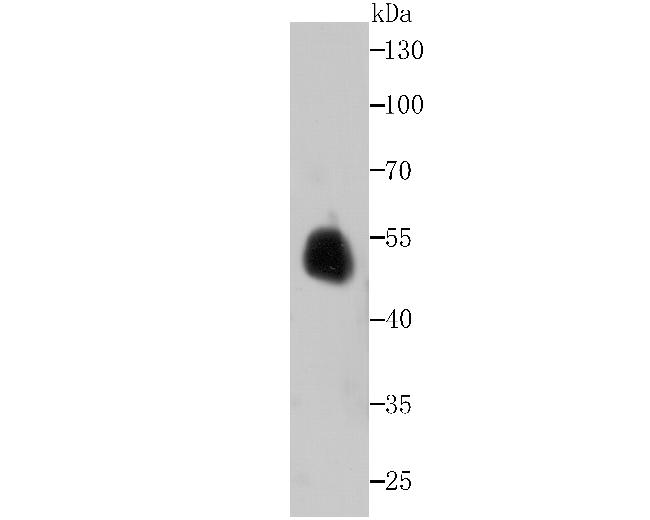 ENO1 Antibody in Western Blot (WB)