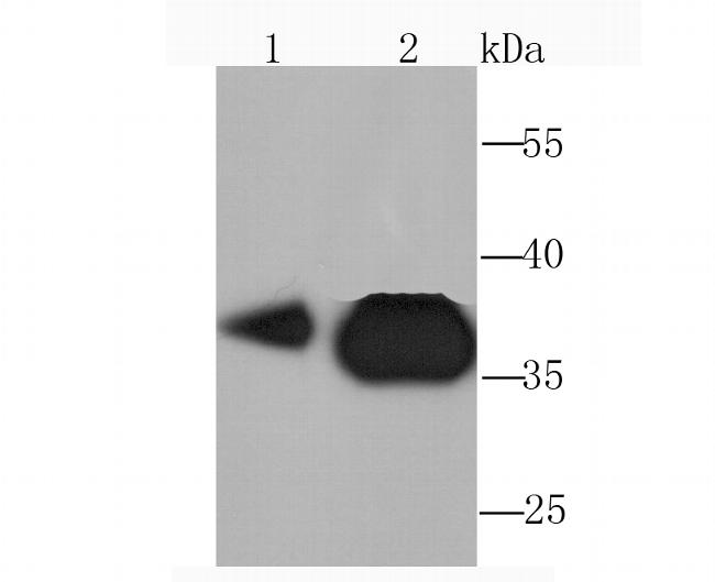 PDHB Antibody in Western Blot (WB)