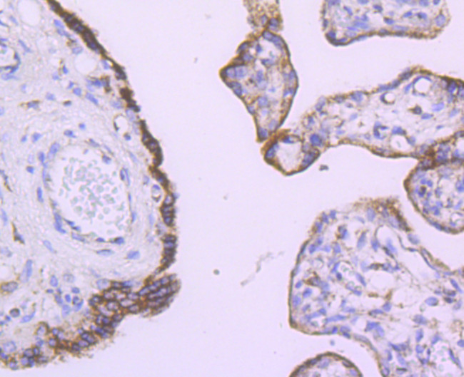 Angiopoietin 2 Antibody in Immunohistochemistry (Paraffin) (IHC (P))