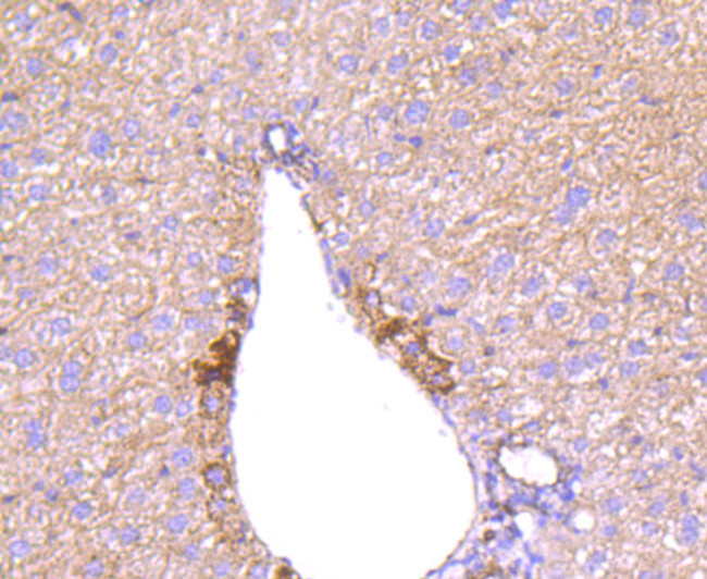 Angiopoietin 2 Antibody in Immunohistochemistry (Paraffin) (IHC (P))