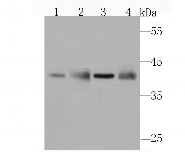 WDR5 Antibody in Western Blot (WB)