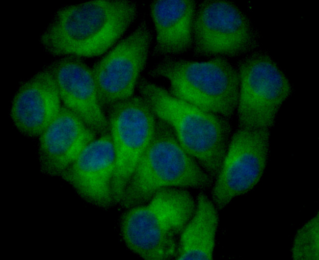 Nogo-B Antibody in Immunocytochemistry (ICC/IF)