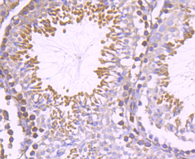 Nogo-B Antibody in Immunohistochemistry (Paraffin) (IHC (P))