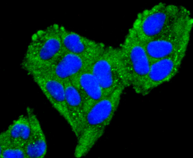 TFAM Antibody in Immunocytochemistry (ICC/IF)