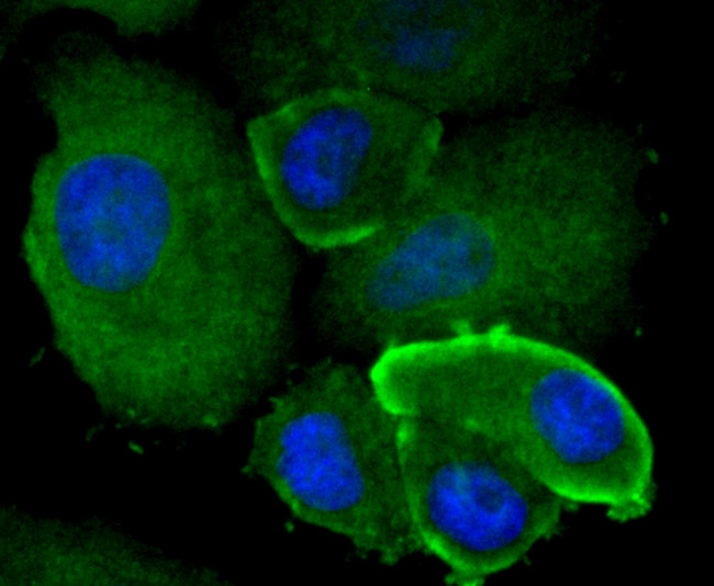 TFAM Antibody in Immunocytochemistry (ICC/IF)