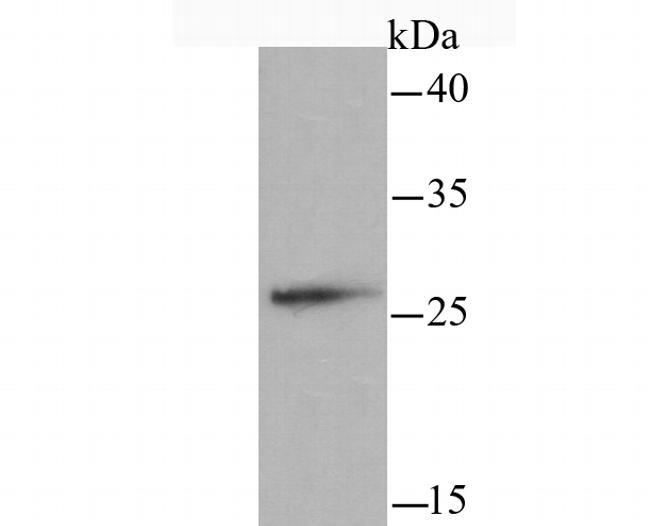 TFAM Antibody in Western Blot (WB)