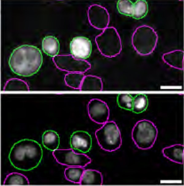 STING Antibody in Immunocytochemistry (ICC/IF)