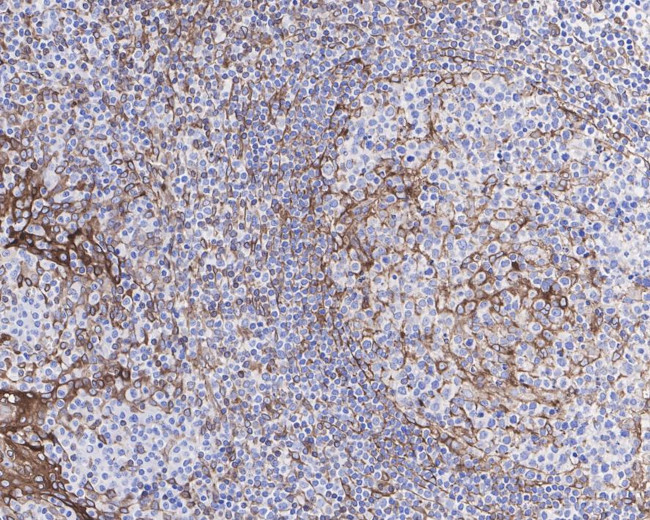 STING Antibody in Immunohistochemistry (Paraffin) (IHC (P))