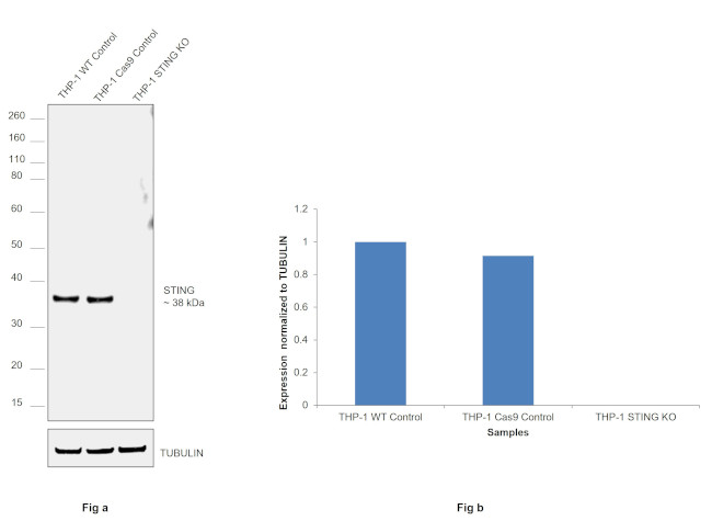 STING Antibody in Western Blot (WB)