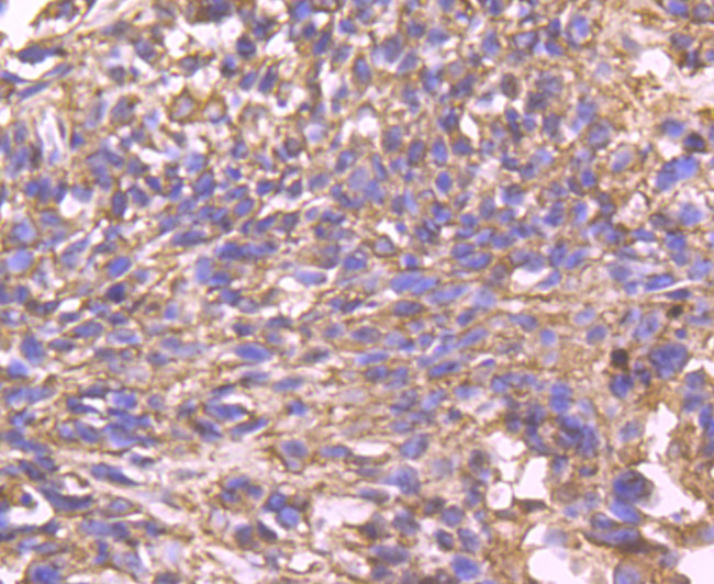 Cyclophilin F Antibody in Immunohistochemistry (Paraffin) (IHC (P))