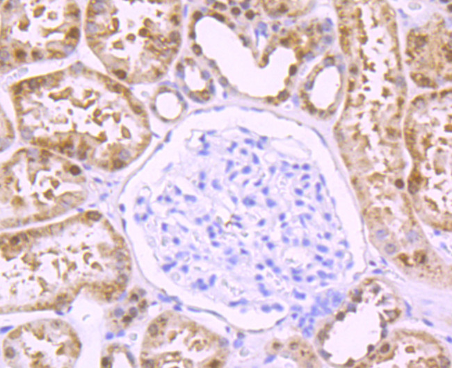 DDAH1 Antibody in Immunohistochemistry (Paraffin) (IHC (P))