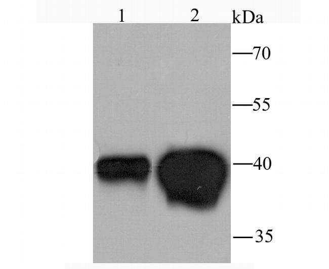 DDAH1 Antibody in Western Blot (WB)