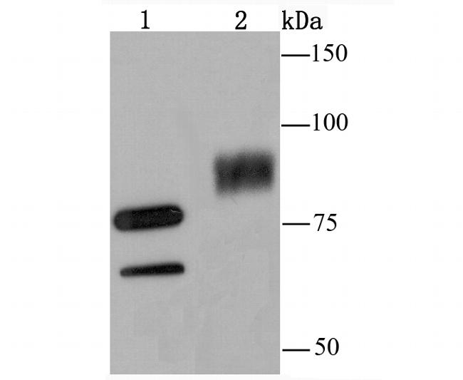 UBA2 Antibody in Western Blot (WB)