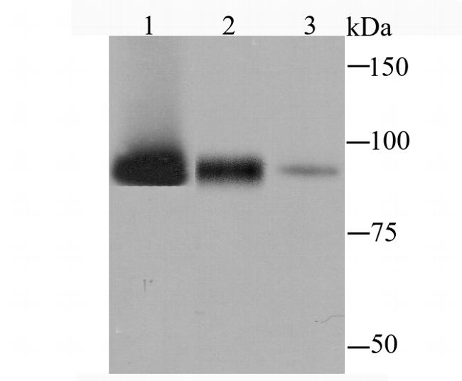 Alix Antibody in Western Blot (WB)