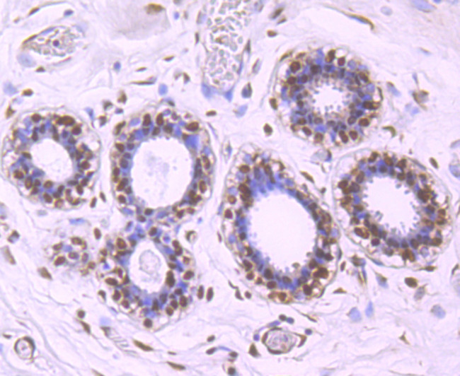 HuR Antibody in Immunohistochemistry (Paraffin) (IHC (P))