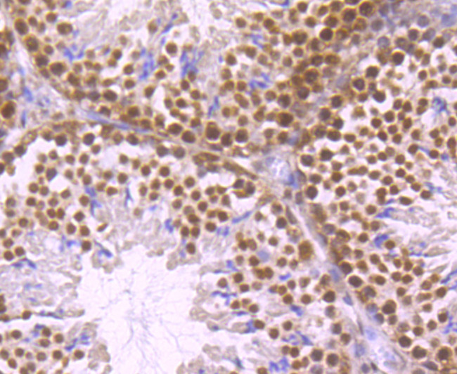 HuR Antibody in Immunohistochemistry (Paraffin) (IHC (P))