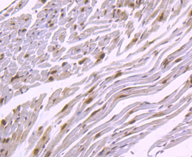 HuR Antibody in Immunohistochemistry (Paraffin) (IHC (P))