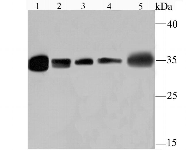 HuR Antibody in Western Blot (WB)