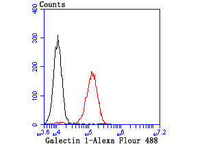 Galectin 1 Antibody in Flow Cytometry (Flow)