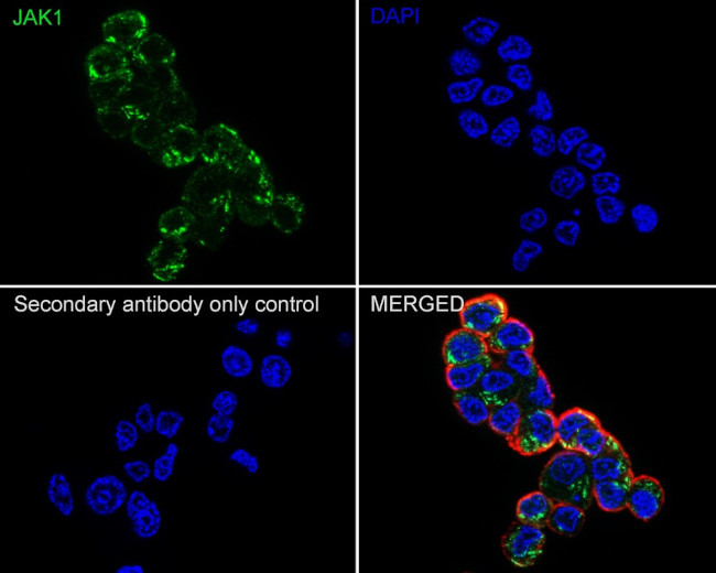 JAK1 Antibody in Immunocytochemistry (ICC/IF)