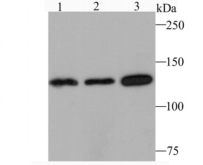 JAK1 Antibody in Western Blot (WB)