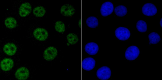 NRF1 Antibody in Immunocytochemistry (ICC/IF)