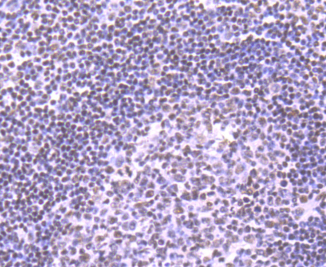 NRF1 Antibody in Immunohistochemistry (Paraffin) (IHC (P))