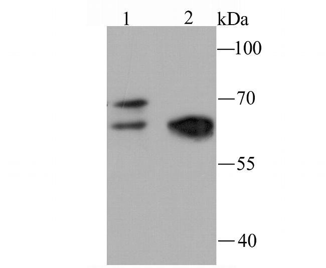 NRF1 Antibody in Western Blot (WB)