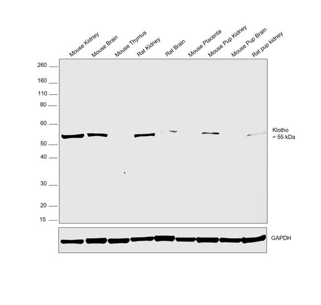 Klotho Antibody in Western Blot (WB)