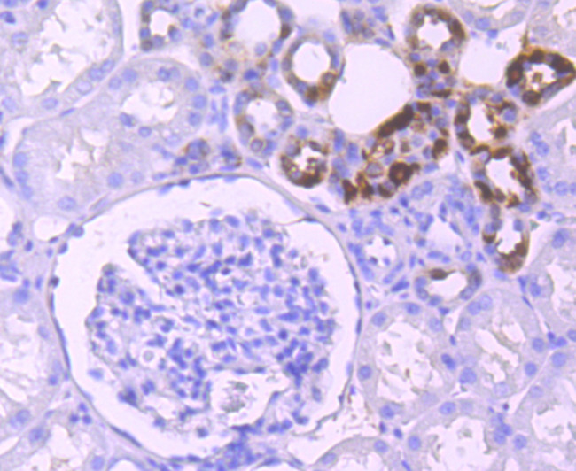 Klotho Antibody in Immunohistochemistry (Paraffin) (IHC (P))