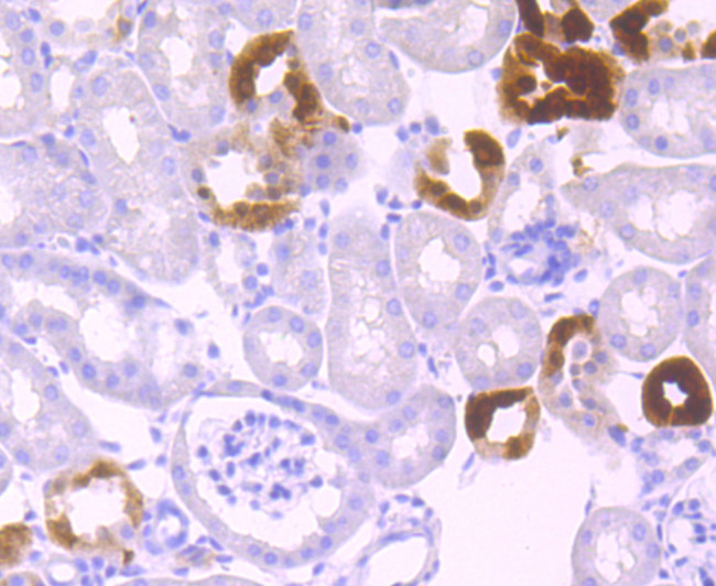 Klotho Antibody in Immunohistochemistry (Paraffin) (IHC (P))