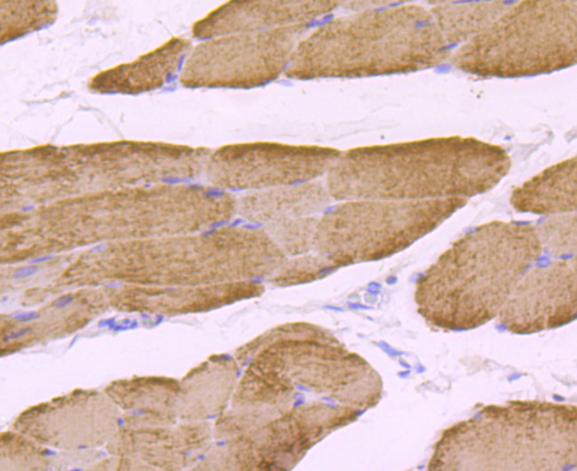 OPA1 Antibody in Immunohistochemistry (Paraffin) (IHC (P))