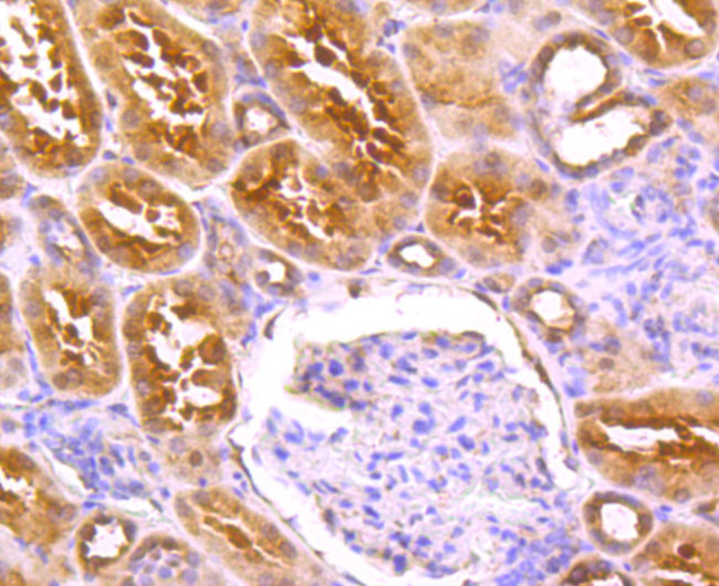 OPA1 Antibody in Immunohistochemistry (Paraffin) (IHC (P))