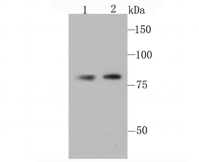 OPA1 Antibody in Western Blot (WB)