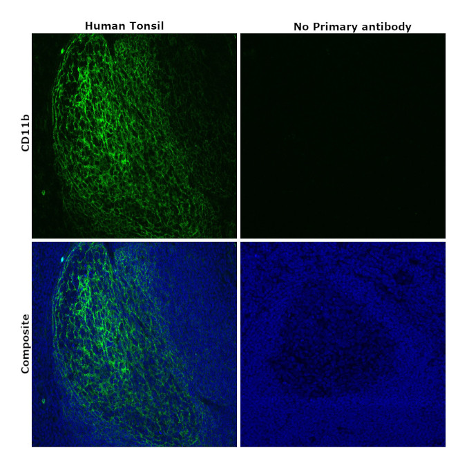 CD11b Antibody in Immunohistochemistry (Paraffin) (IHC (P))