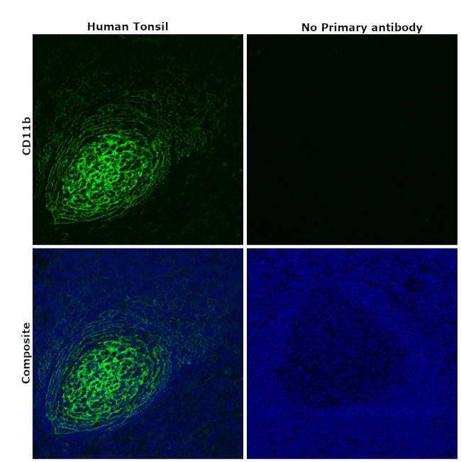 CD11b Antibody in Immunohistochemistry (Paraffin) (IHC (P))