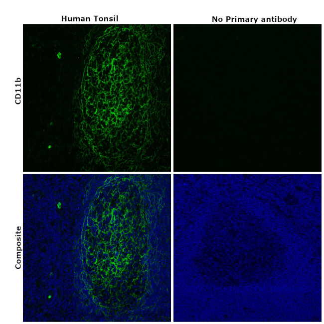 CD11b Antibody in Immunohistochemistry (Paraffin) (IHC (P))