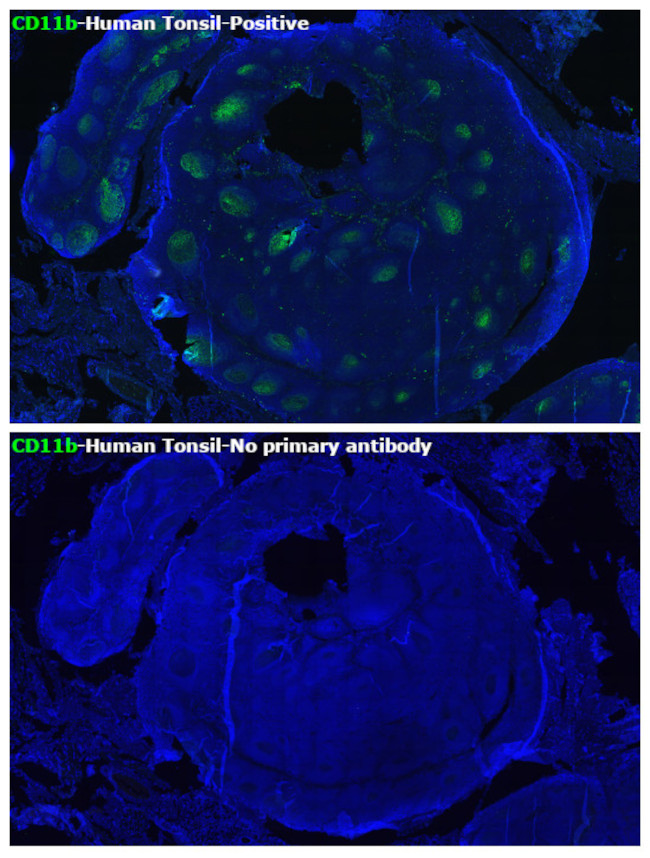 CD11b Antibody in Immunohistochemistry (Paraffin) (IHC (P))